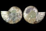 Agatized Ammonite Fossil - Madagascar #114854-1